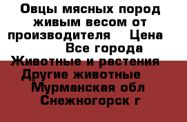 Овцы мясных пород живым весом от производителя. › Цена ­ 110 - Все города Животные и растения » Другие животные   . Мурманская обл.,Снежногорск г.